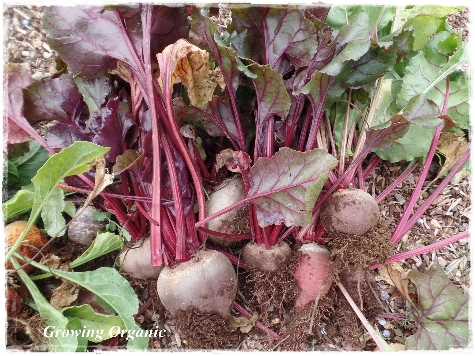 Growing Organic Fall Root Crops