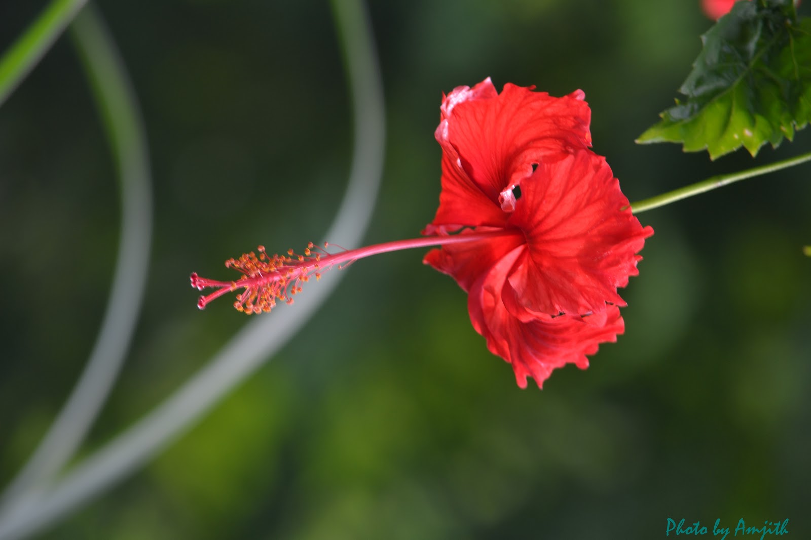 PhotoOne shoe flower
