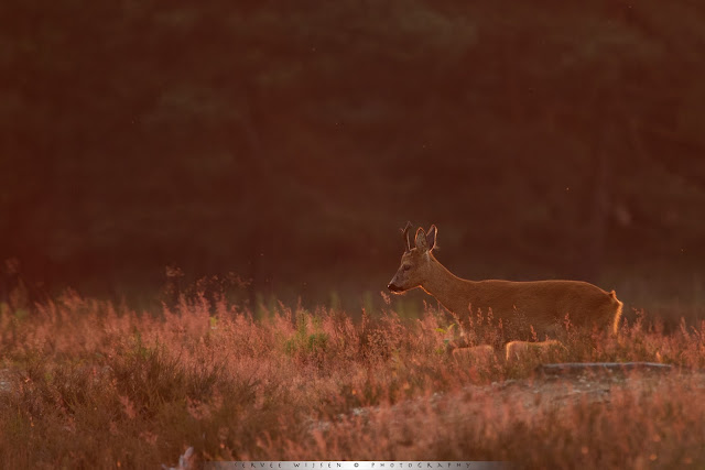 Reebok licht mooi op in het tegenlicht van de ondergaande zon - Backlit Roedeer Buck in the setting sun Reebok licht mooi op in het tegenlicht van de ondergaande zon - Backlit Roedeer Buck in the setting sun