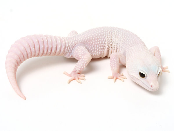 Minority: Jenis-jenis Morph Pada Leopard Gecko