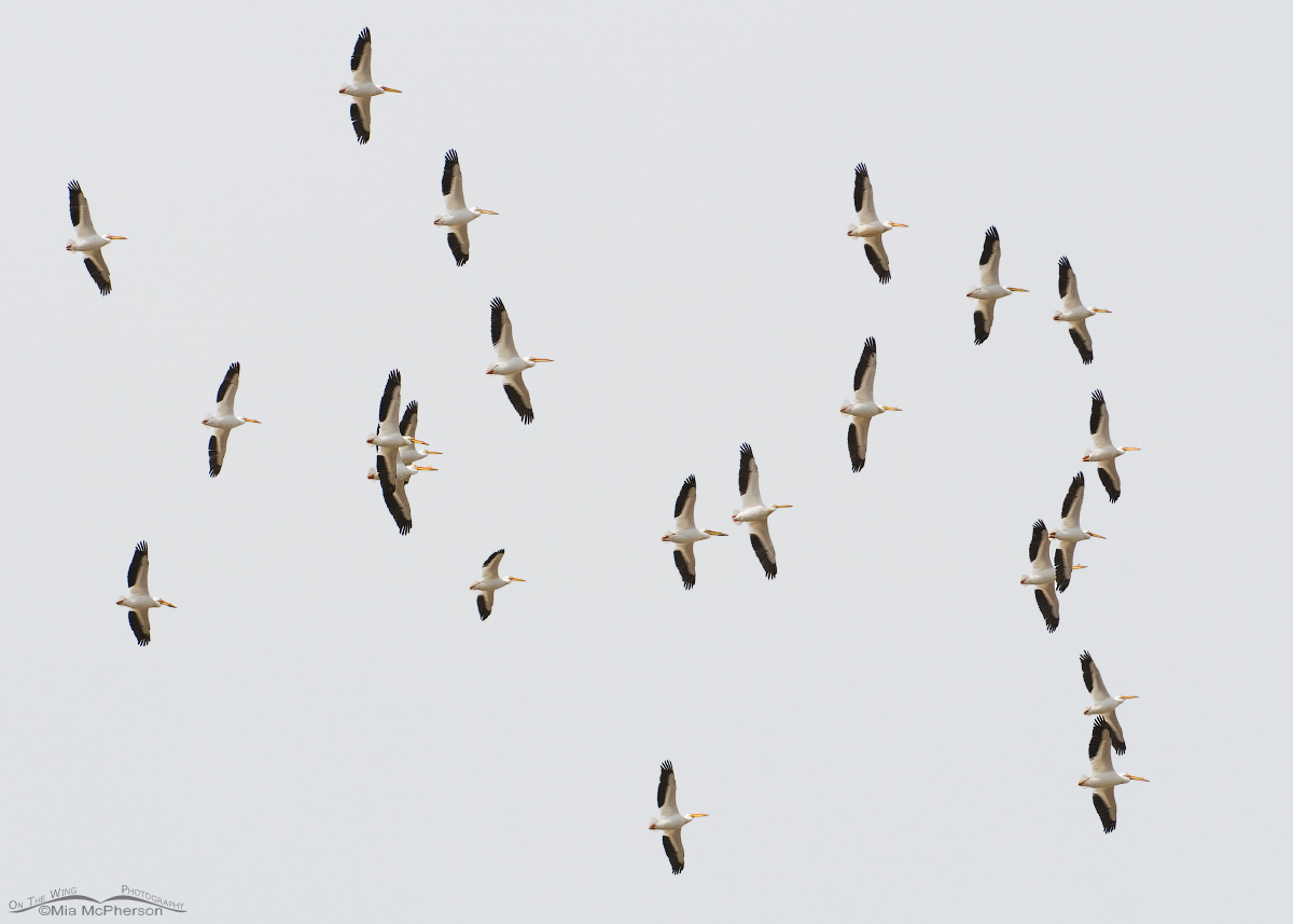 Birding Is Fun! Birds Flocking Together