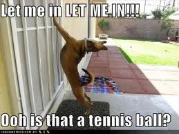 Funny Dog Pictures