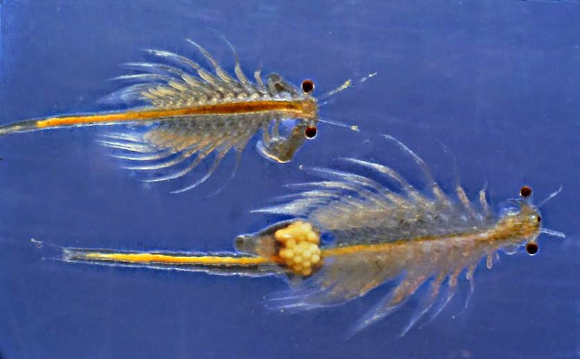 Hobby Acquario: Artemia Salina - Brine Shrimp - schiusa, allevamento e  somministrazione