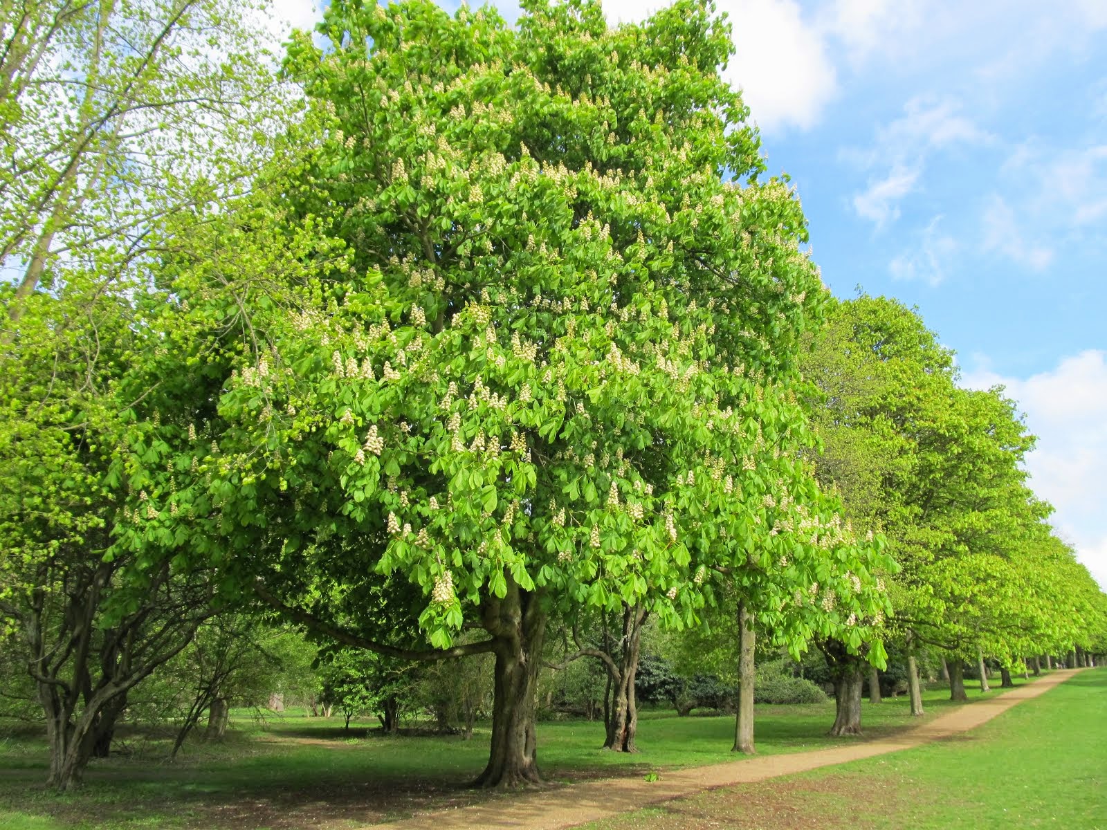 Norton Common chestnut tree