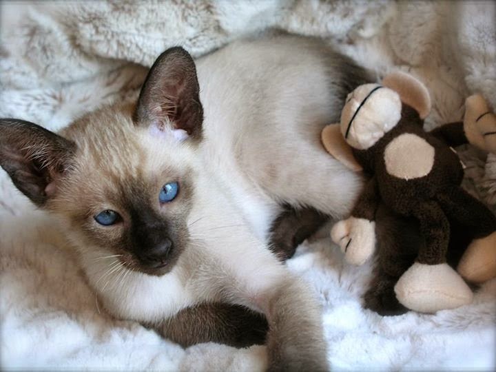 Seal Point Siamese kittens for Sale in NC