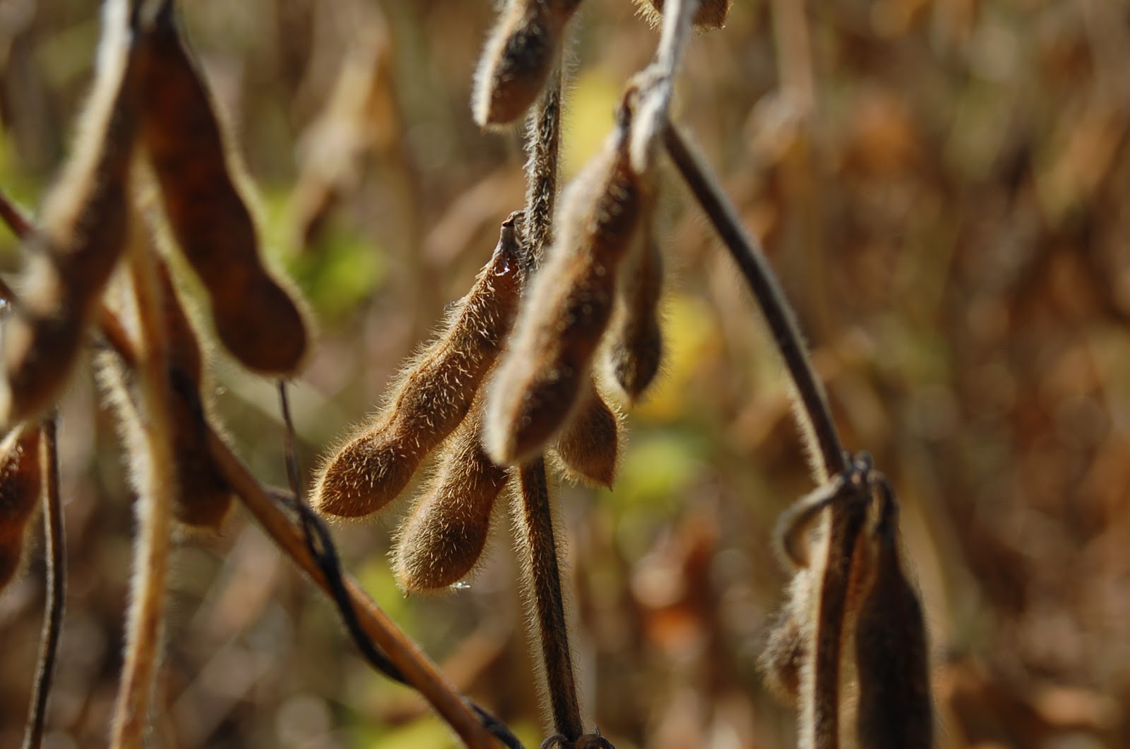 What Does A Soybean Plant Look Like - Plant Ideas