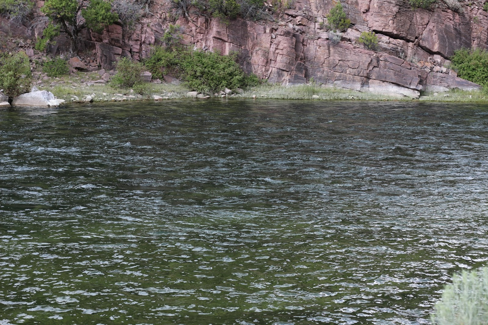 Fly+Fish+the+Green+River+A+section+with+Jay+Scott+Outdoors+during+the+Cicada+Hatch+June+2014+13.JPG