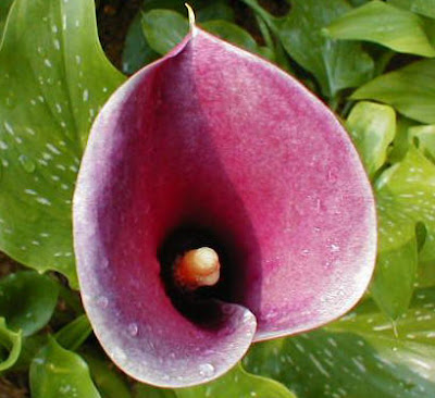 image Calla Anneke
