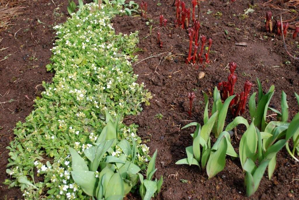 Applegarth Farm March 2011