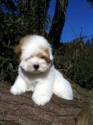 élevage coton de tuléar nantes bretagne vendée chiot coton