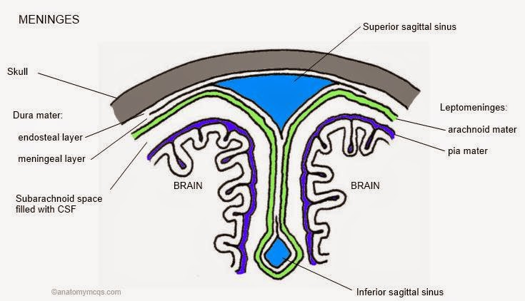 Maria Poppy's Blog Anatomi dan Fisiologi Sistem Saraf
