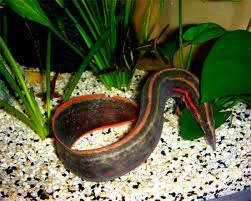 IKAN HIAS AIR TAWAR - Page 2 Spiny%20fire
