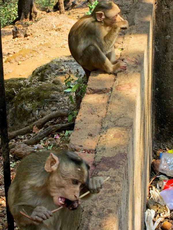 monkeys.jpg
