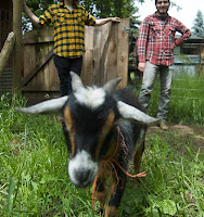 Across Tundras goat