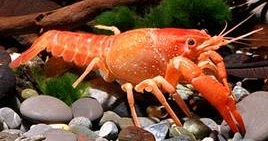 Kumpulan Tutorial Cara Berbisnis Dan Usaha Rupa Rupa Lengkap Cara Budidaya Udang Lobster Air Tawar Di Aquarium Rumah Paling Praktis Dan Hemat