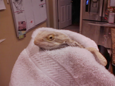 bearded-dragon-saline-solution.jpg