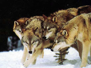  Wolves, animals, Known Facts,Little-Known Facts About Wolves
