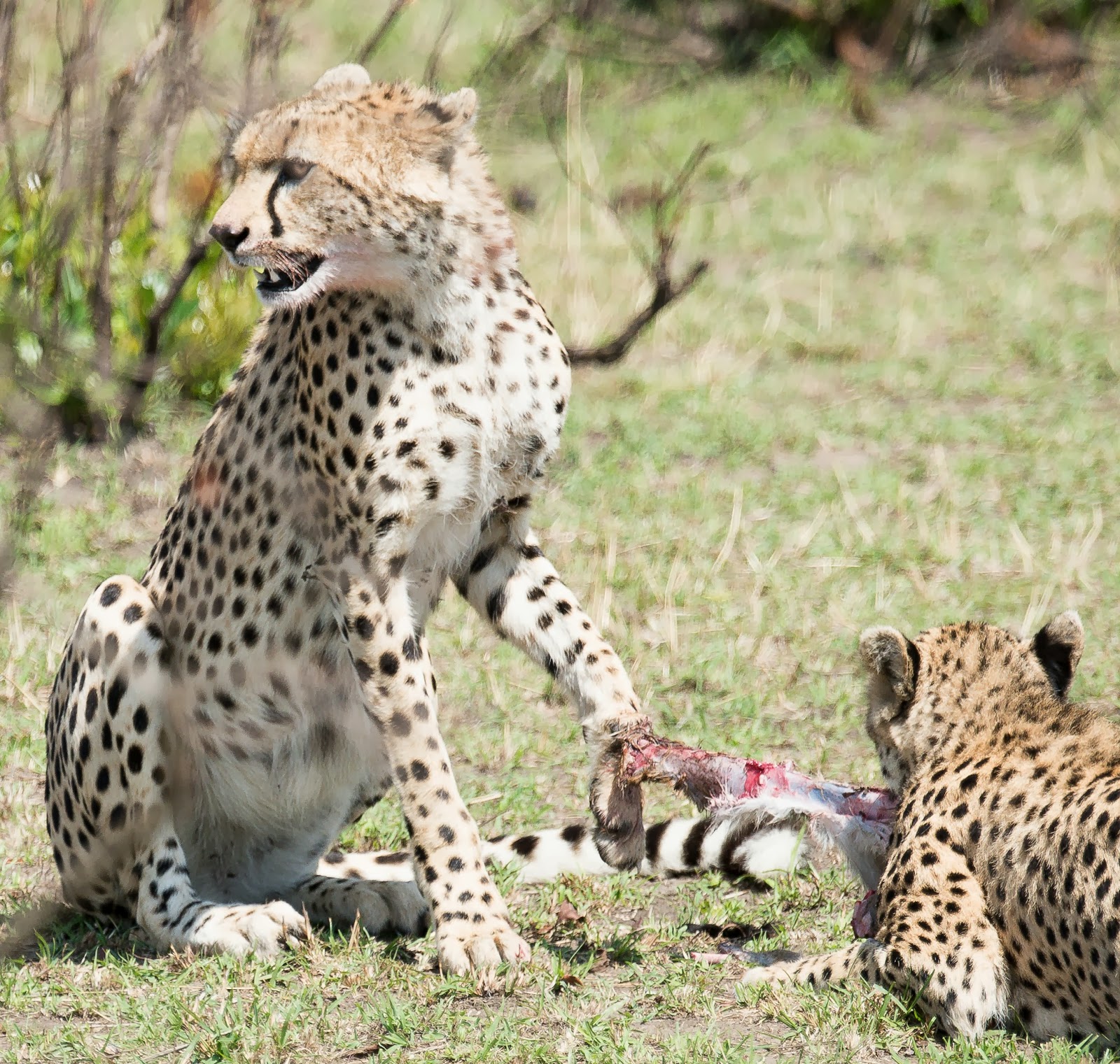 photoscope: Hunting Cheetahs of Kenya