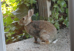 This hare liked to spend its evenings on our bedroom patio in Texas.