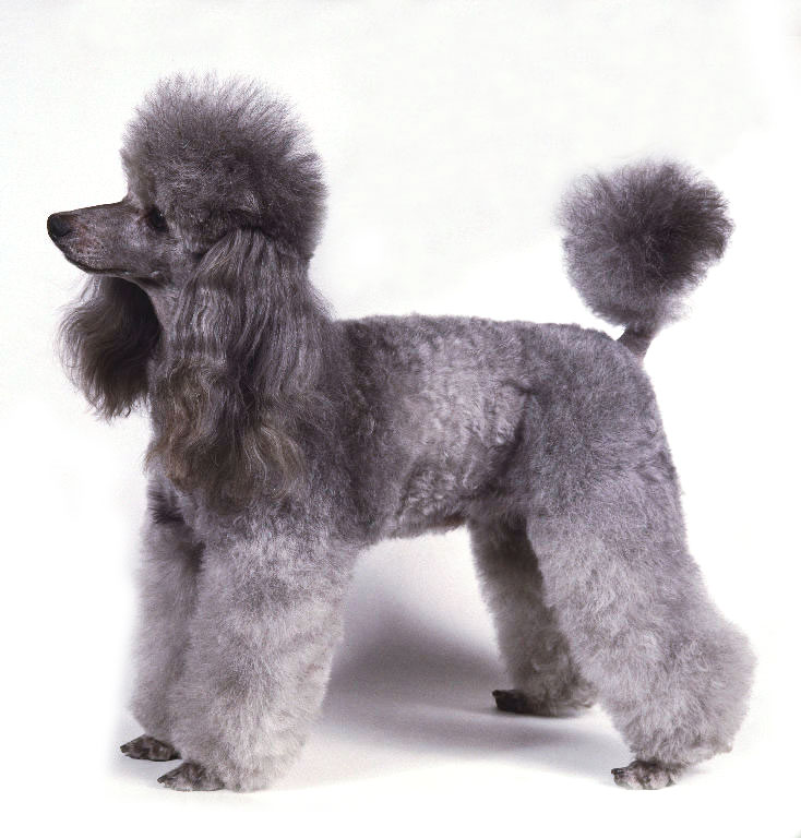 poodle dog pupies puppy hair cuts model style animal pets dog apricot poodle dog pupies puppy hair cuts model style animal pets dog apricot