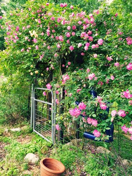 Lisa Meyer - Garden Gate