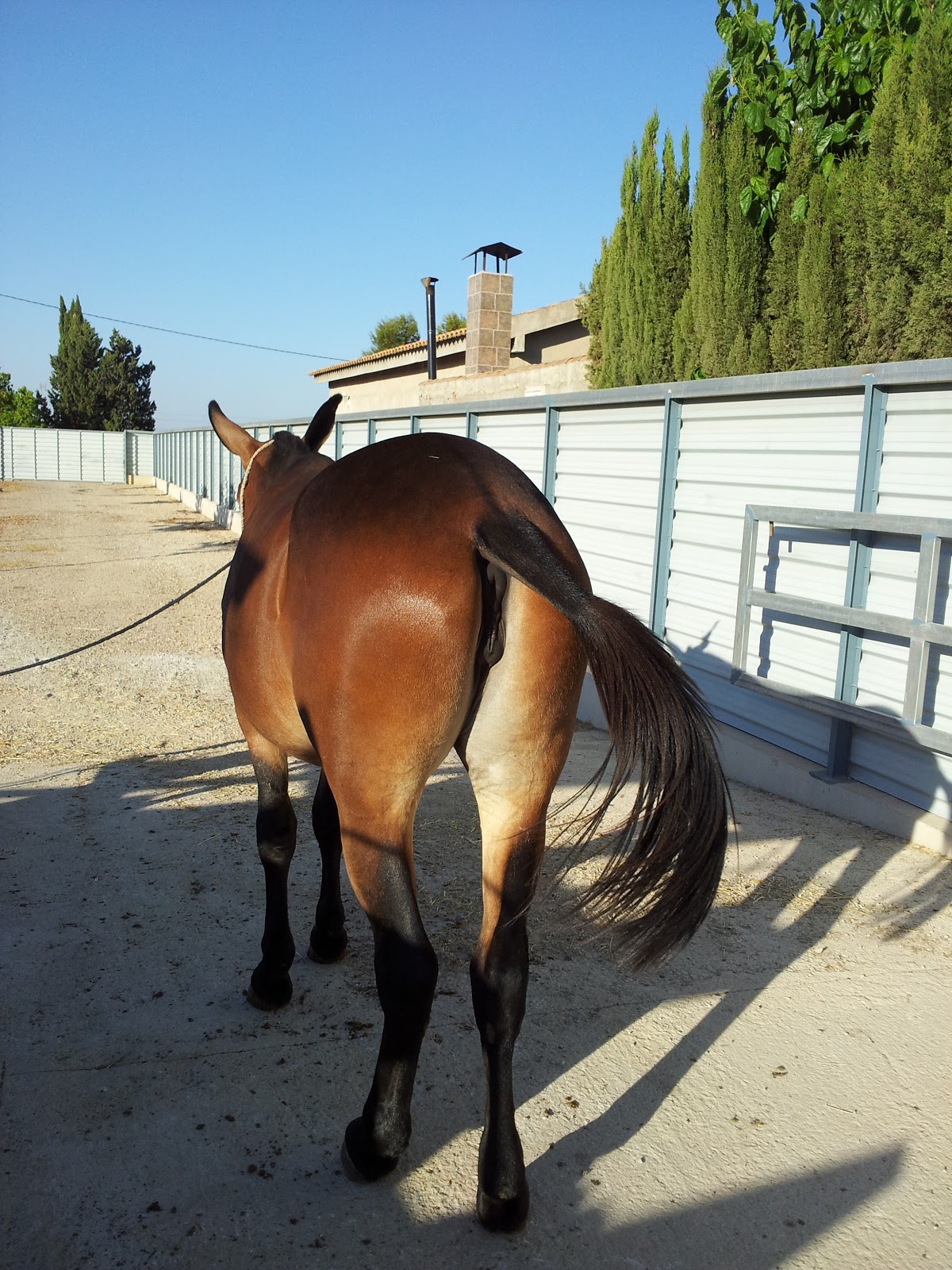 MULAS EN MURCIA: MULAS 2