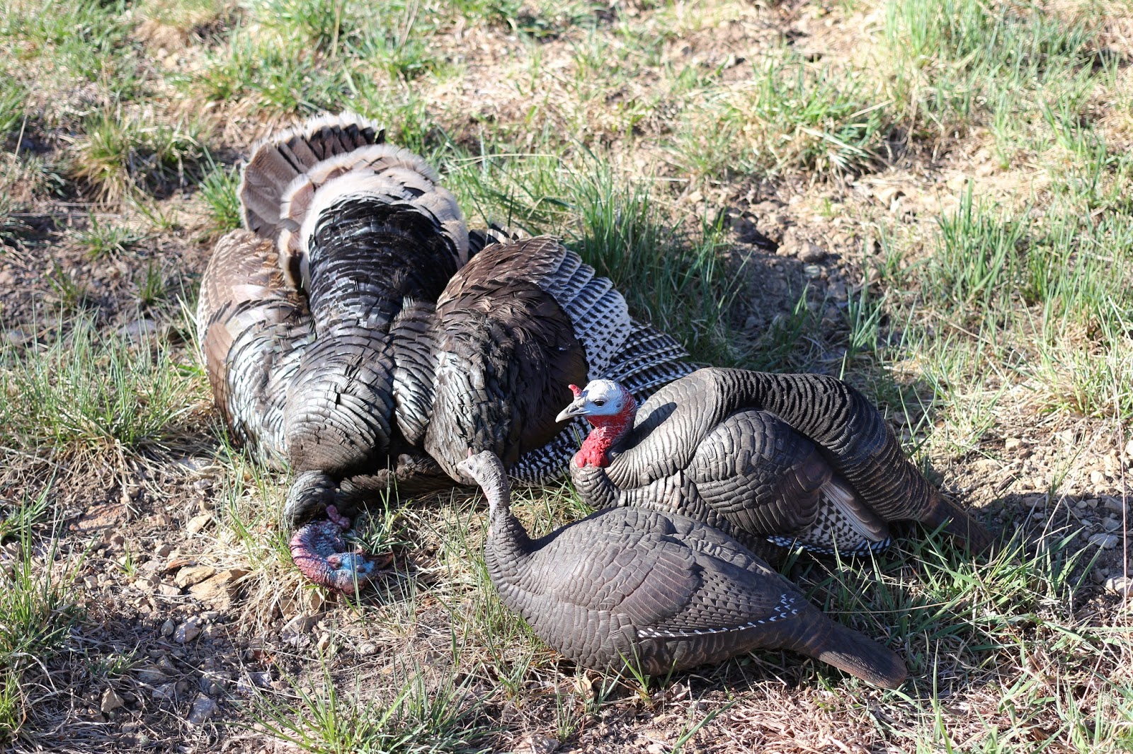 Gould's+Turkey+Hunting+guides+and+outfitters+with+Jay+Scott+Outdoors+and+Colburn+and+Scott+Outfitters+8.JPG
