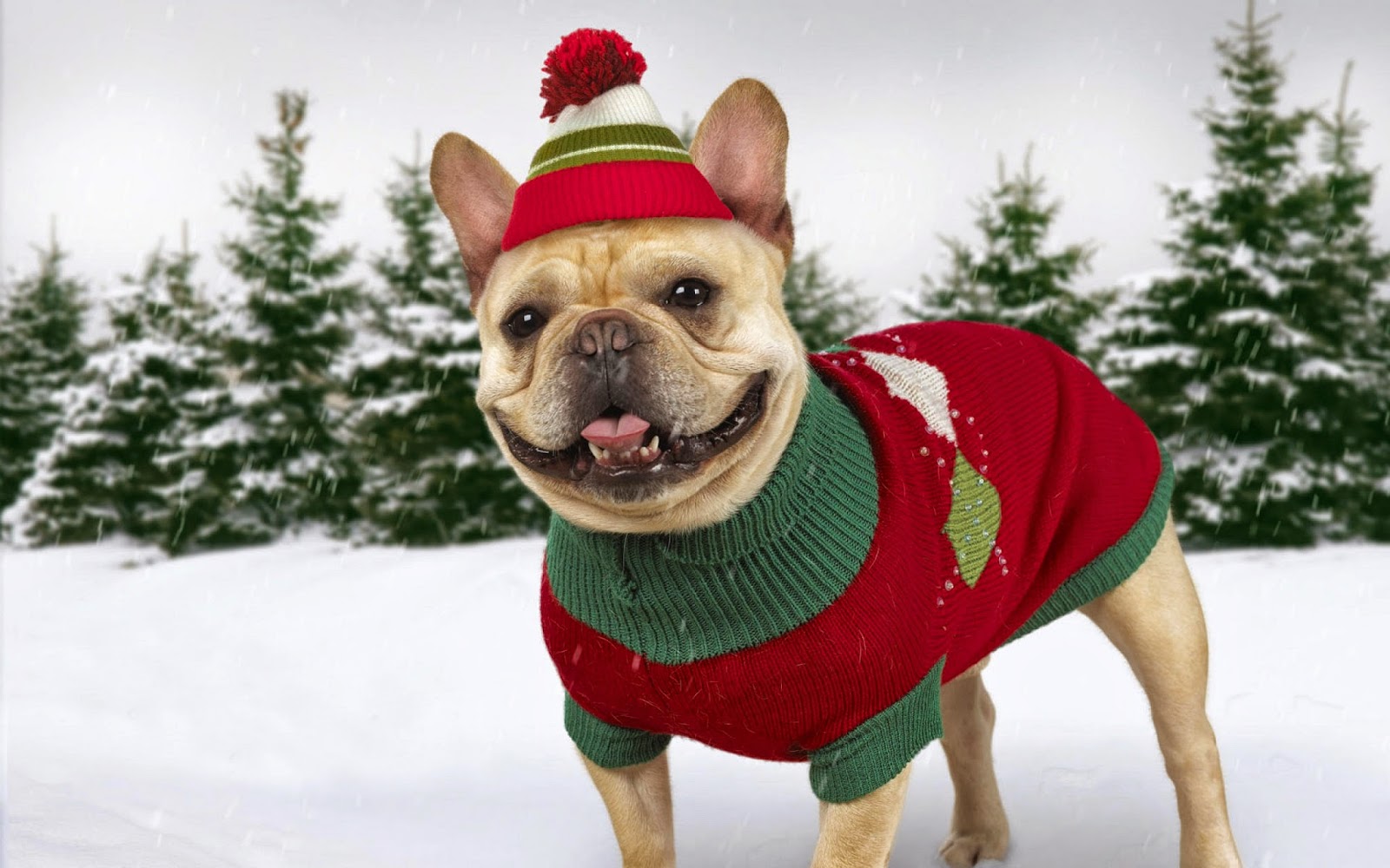 funny-dog-wearing-nice.jpg (1600&times;1000)