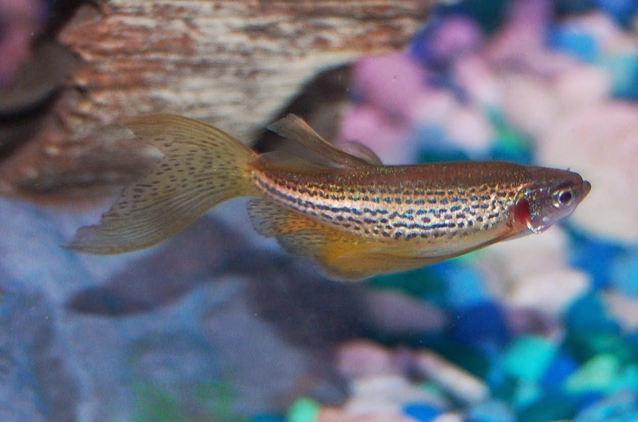 Pooka Monster: February 2014