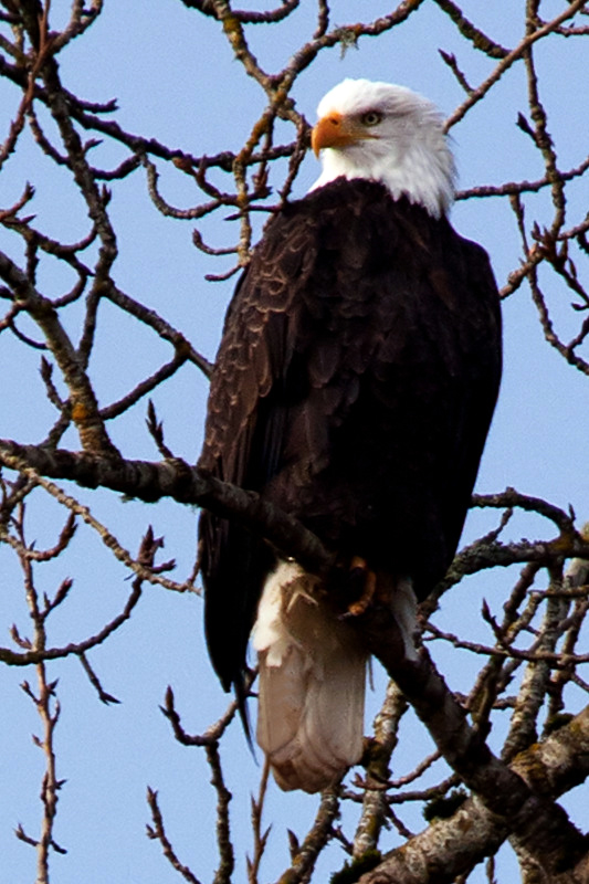 Great Big Open Road Sauvie Island, Oregon...