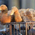Status Note on Avian Influenza in Manipur and Telangana