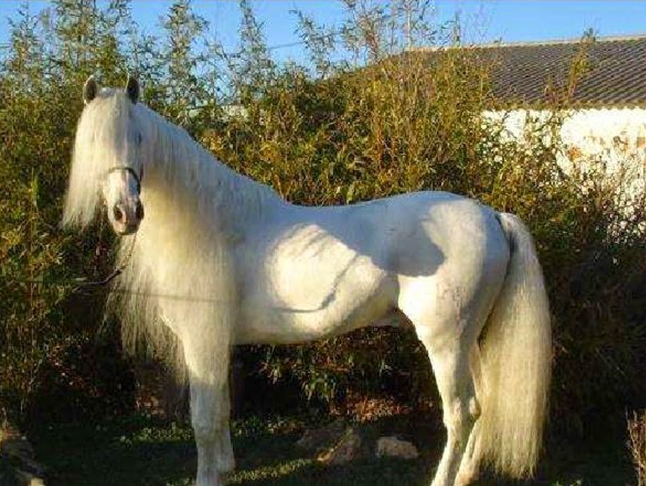 Colores de los Caballos ~ Caballos del Sur Lakota Sur México