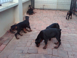 Anak Doberman