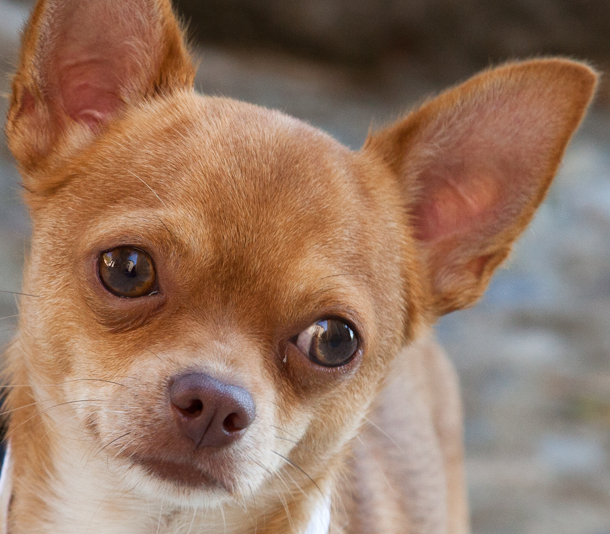RIVIERA DOGS: Google the Chihuahua RIVIERA DOGS: Google the Chihuahua