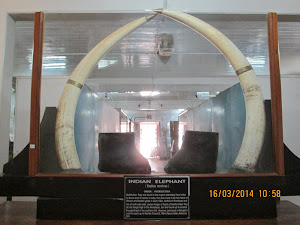 Huge elephant tuska at "Bengal Natural History Museum".