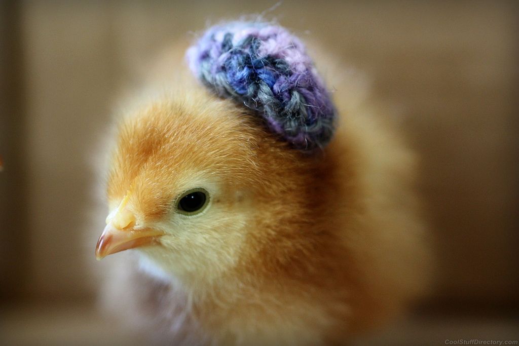 Chicks With Hats! BackYard Chickens