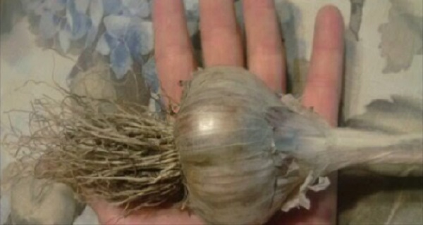 You are Most Likely Consuming Bleached and Chemical Laden Garlic from China. Here is How to Spot it. You are Most Likely Consuming Bleached and Chemical Laden Garlic from China. Here is How to Spot it.