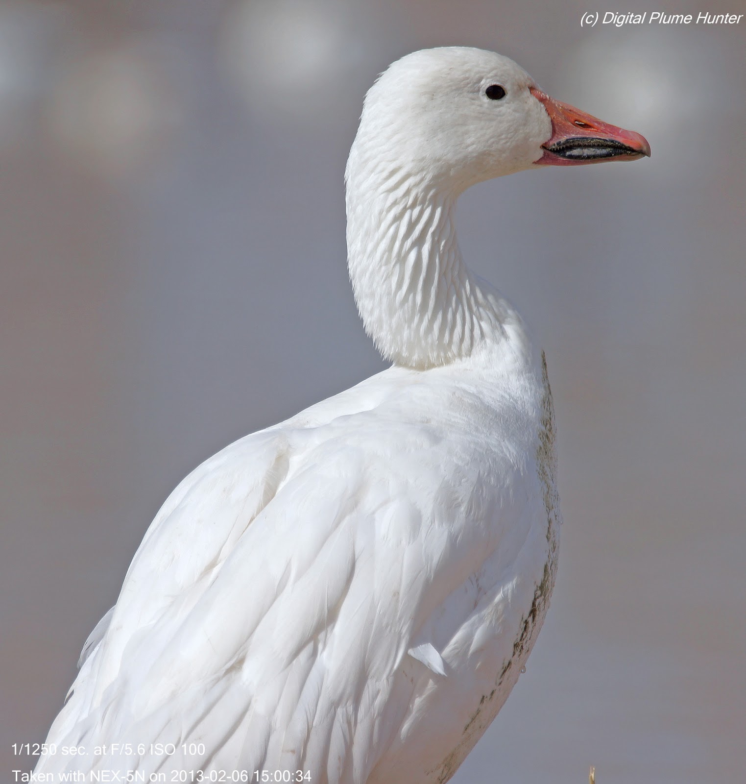 Hunting Digital Plumes in the US and Beyond Ross's Goose and Northern