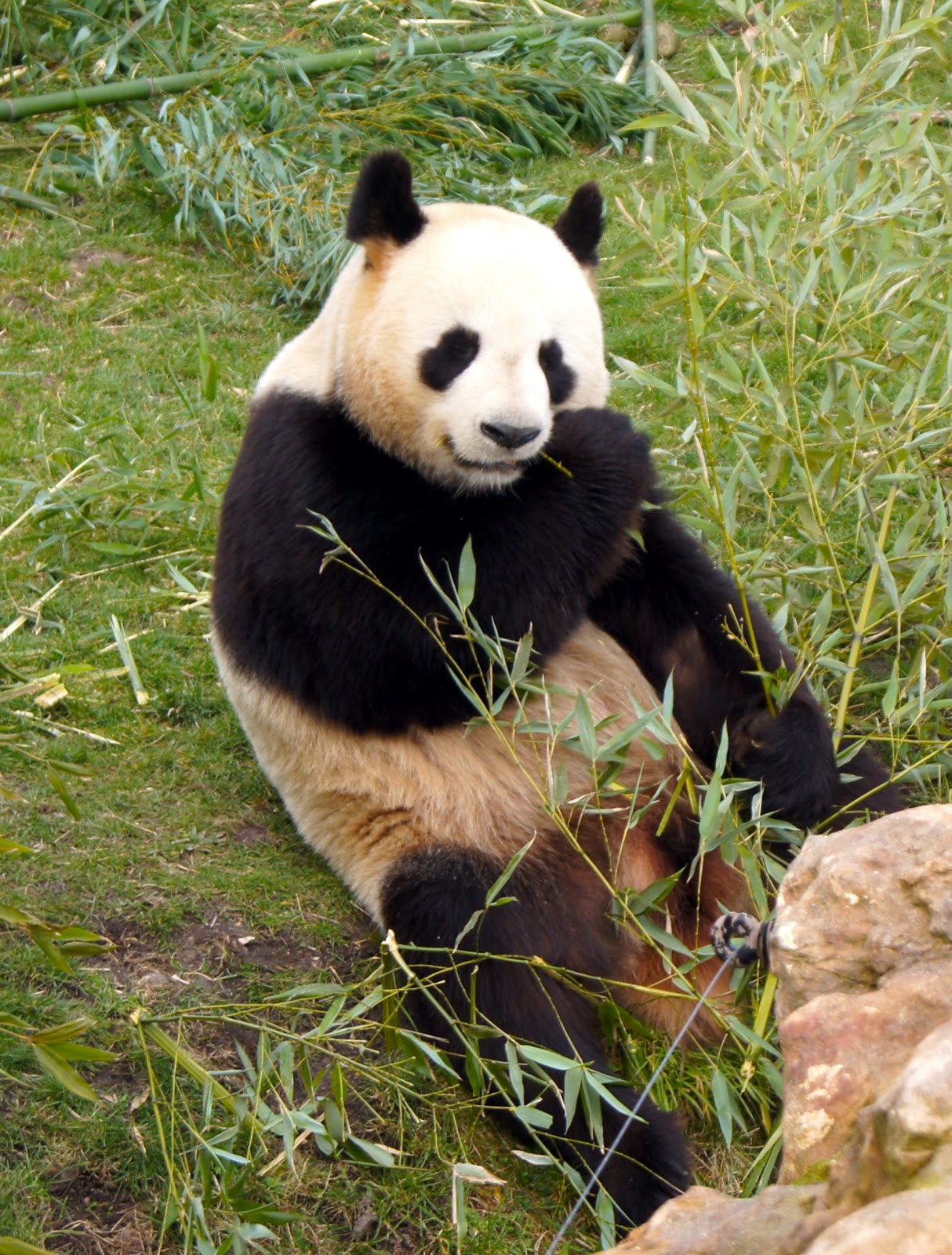 Porte-clés panda géant - pandas - cadeau panda - cadeaux panda - pandas  géants W