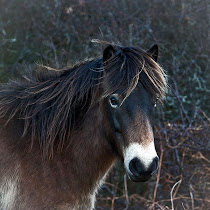 Pis de pony