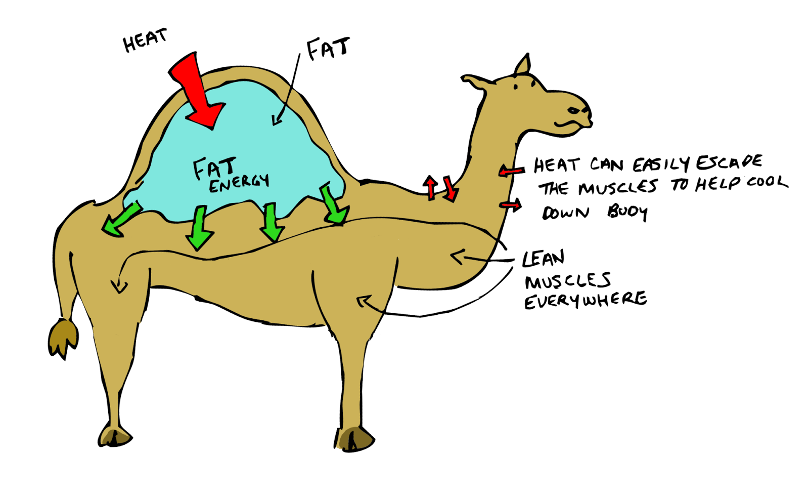 Sketchy Science A Horse By Committee Why Camels Are Actually Amazing So If Their Humps Aren T Thirst Quenching Reservoirs How Do Camels Go Long Without Drinking Anything As It Turns Out Are Not The Arid Loving