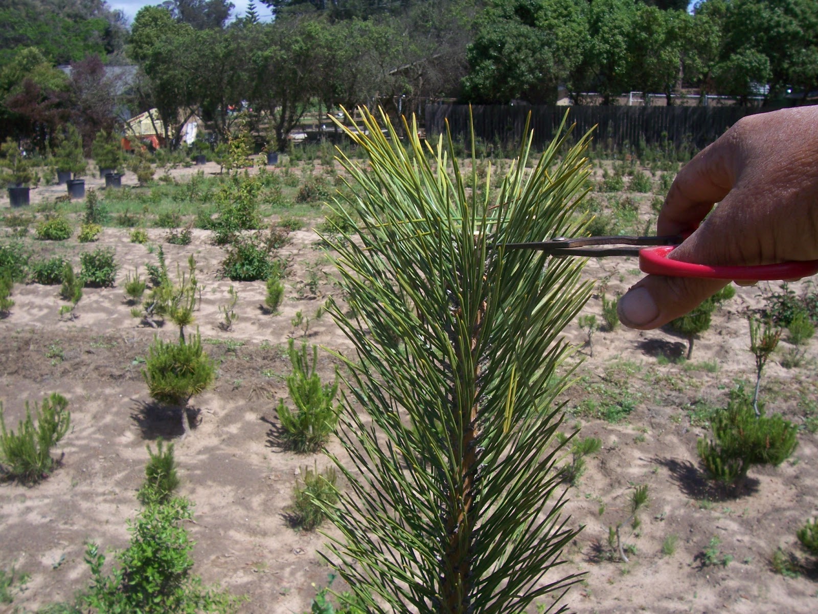 Plants Blog Taxus Baccata