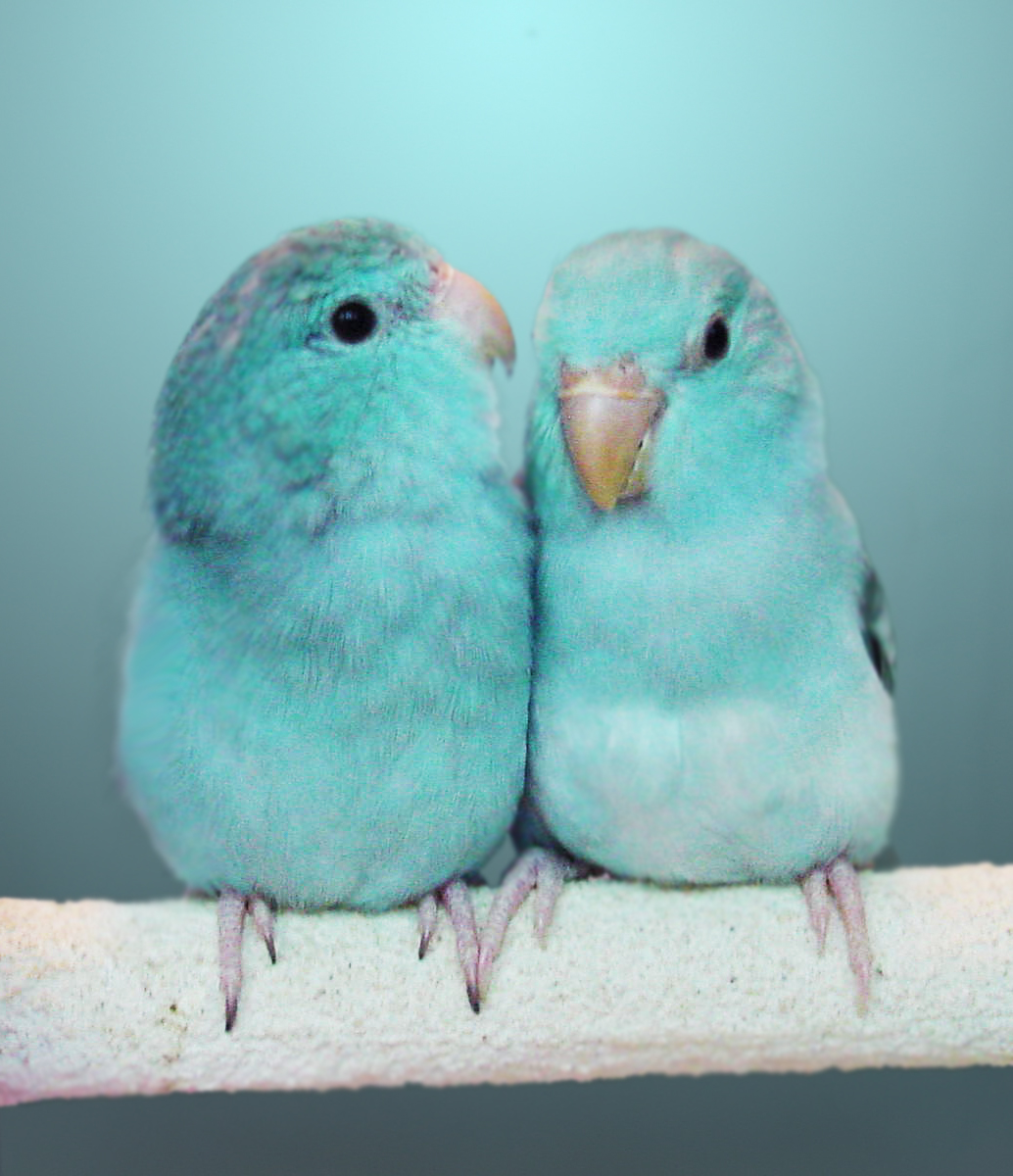 Bird cages: flight cages for parrots, parakeets    petsmart