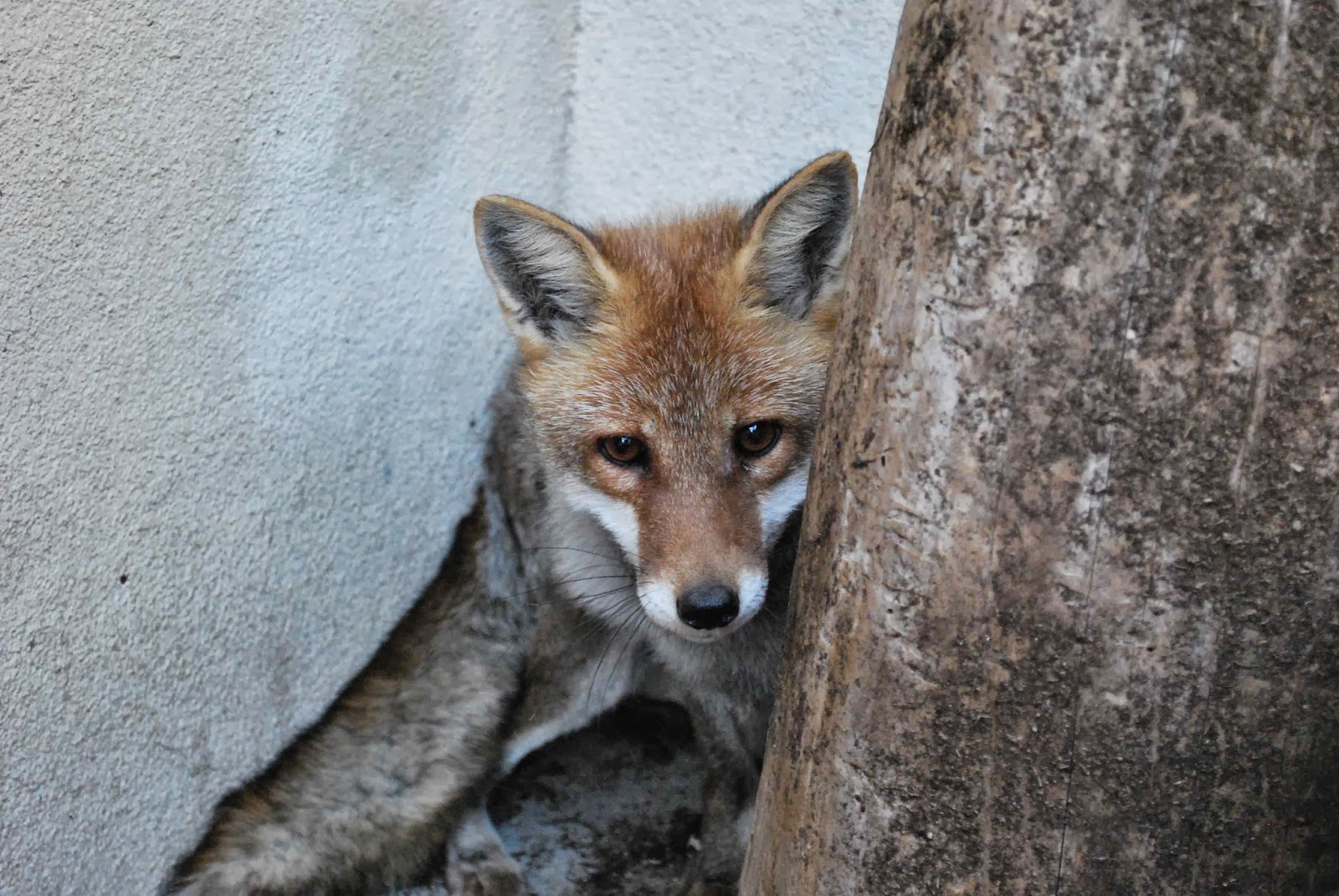 福岡市動物園ブログ キツネの日帰り入院