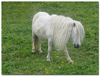 caballo con crines pelazo