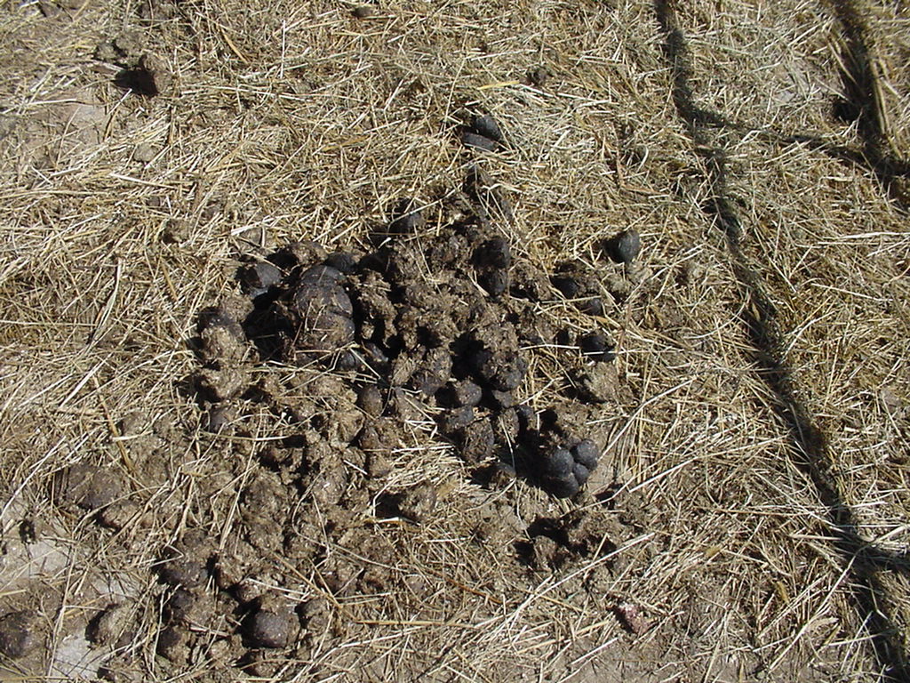 manure003.JPG