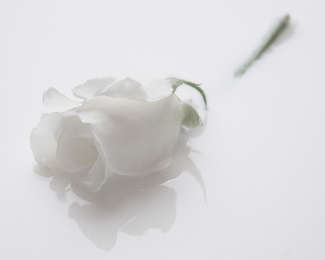Beautiful White Rose Wallpapers Free Download