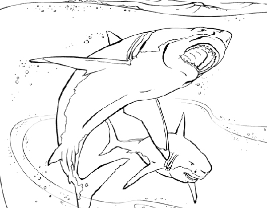 Sharks drawing to color title=