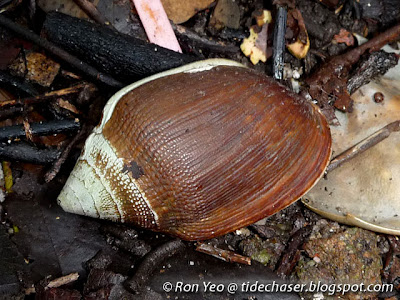 Mida's Ear Shell (Ellobium aurismidae) Mida's Ear Shell (Ellobium aurismidae)