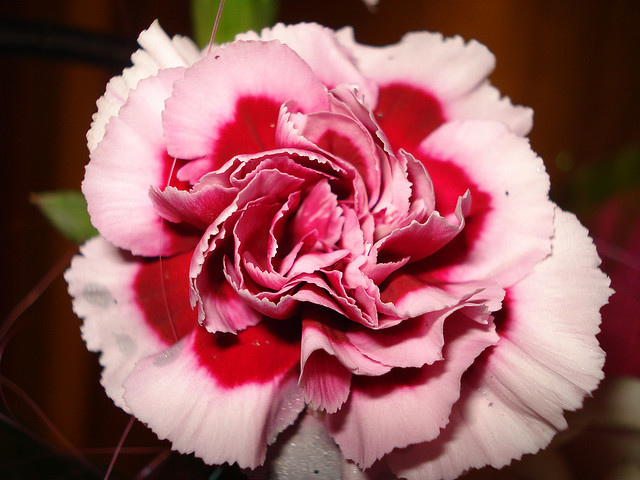 Collection of Flowers | Beautiful Collection of Color Flower title=